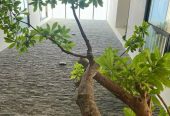 Bán nhà khu vip bên sông, Hiệp Bình Chánh, Thủ Đức