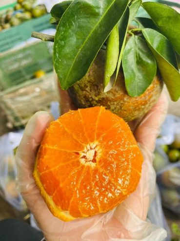 Mai e cắt vườn cam Lão chín cây do năm cuối vườn thu xong đốn bỏ luôn nên không chăm sóc thuốc phân gì hết nên rất sạch luôn ạ