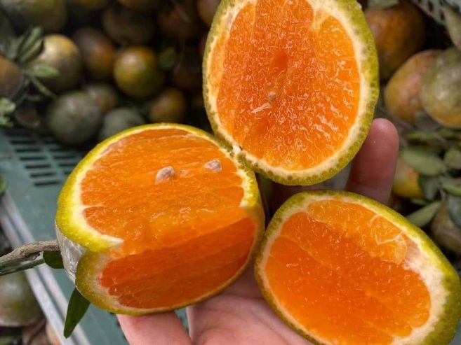 Mai e cắt vườn cam Lão chín cây do năm cuối vườn thu xong đốn bỏ luôn nên không chăm sóc thuốc phân gì hết nên rất sạch luôn ạ